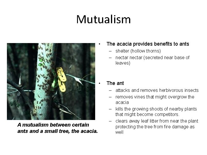 Mutualism • The acacia provides benefits to ants – shelter (hollow thorns) – nectar