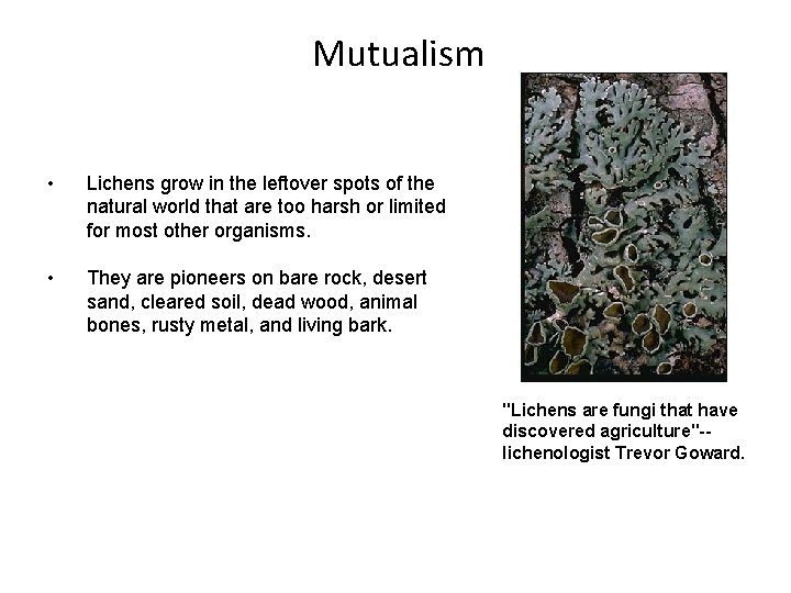 Mutualism • Lichens grow in the leftover spots of the natural world that are