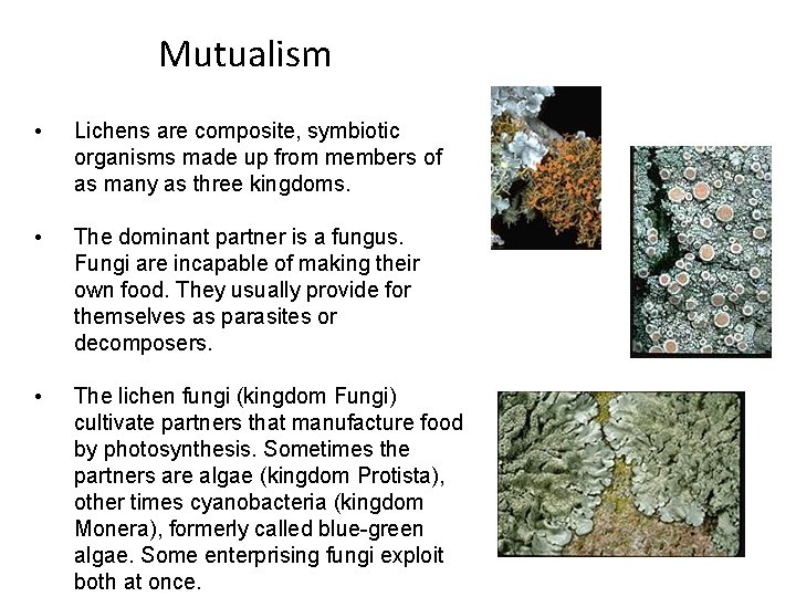 Mutualism • Lichens are composite, symbiotic organisms made up from members of as many