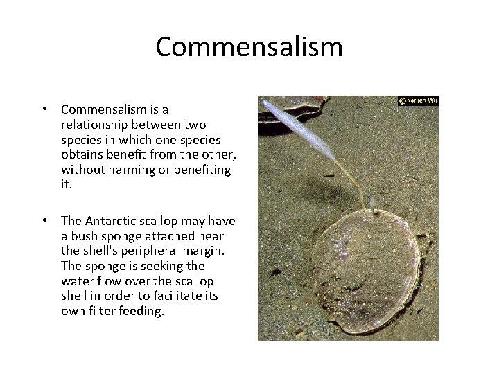 Commensalism • Commensalism is a relationship between two species in which one species obtains