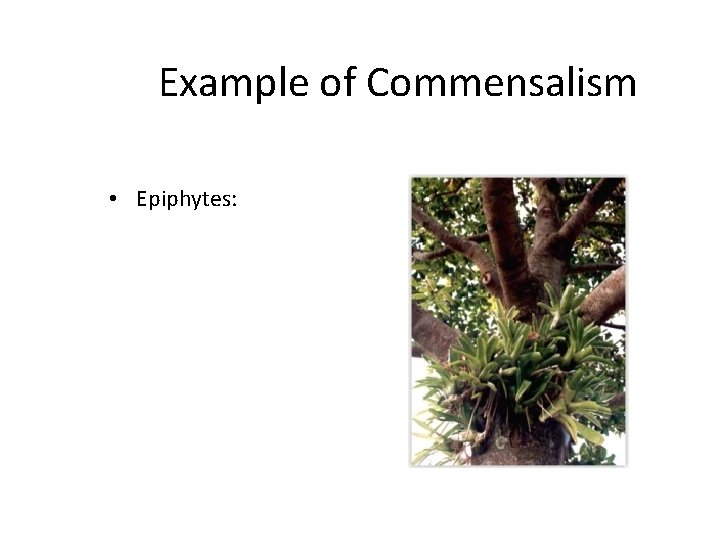 Example of Commensalism • Epiphytes: 