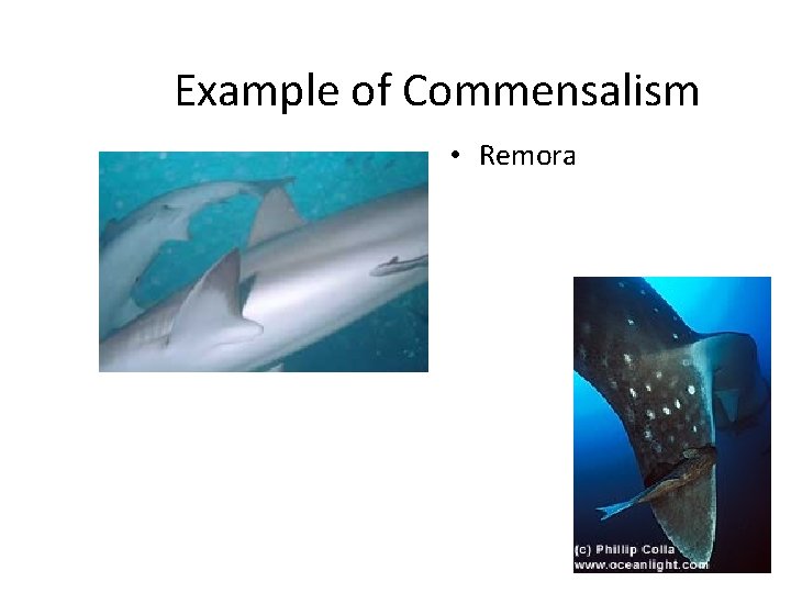 Example of Commensalism • Remora 
