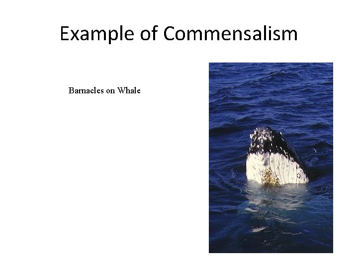 Example of Commensalism Barnacles on Whale 