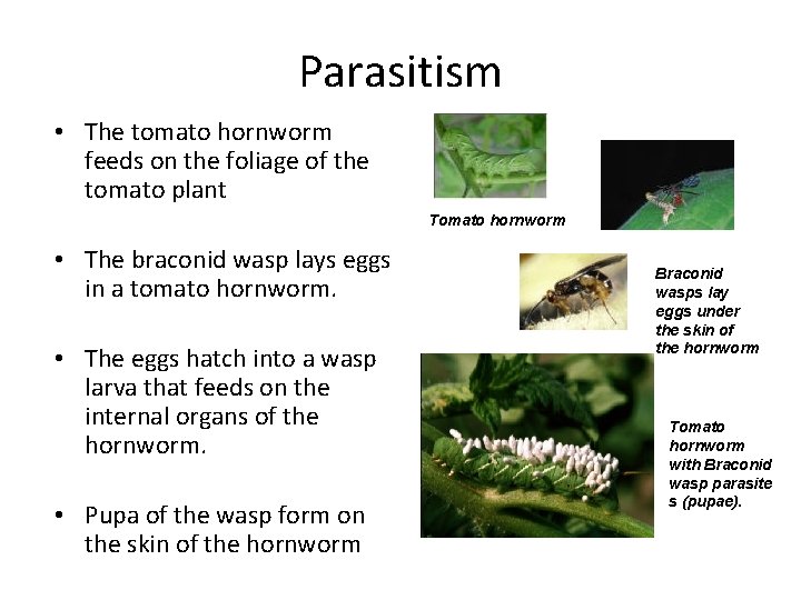 Parasitism • The tomato hornworm feeds on the foliage of the tomato plant Tomato