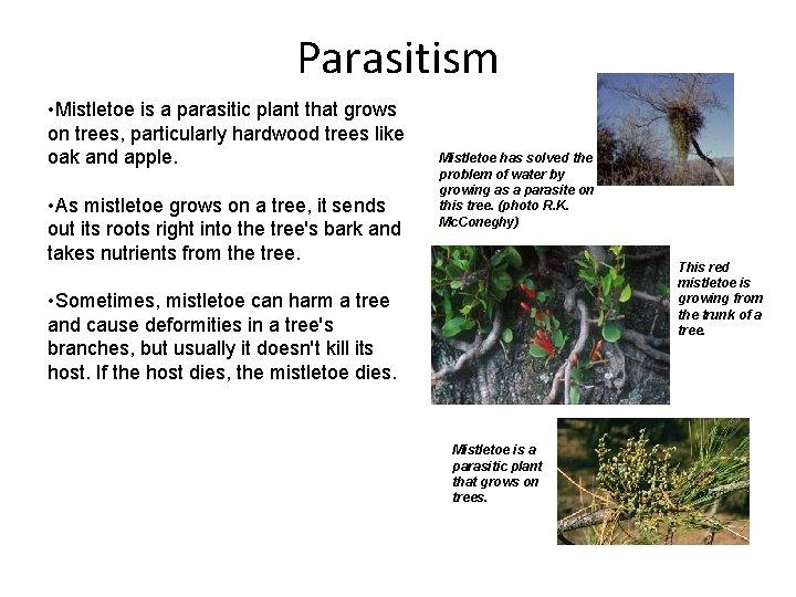 Parasitism • Mistletoe is a parasitic plant that grows on trees, particularly hardwood trees