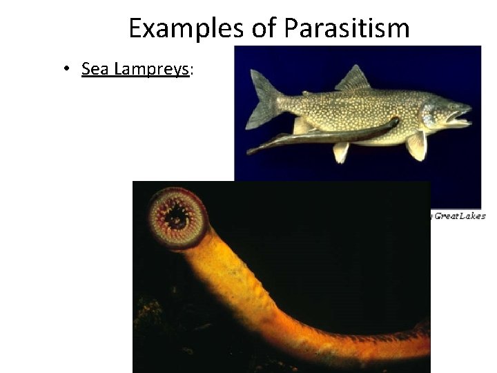 Examples of Parasitism • Sea Lampreys: 
