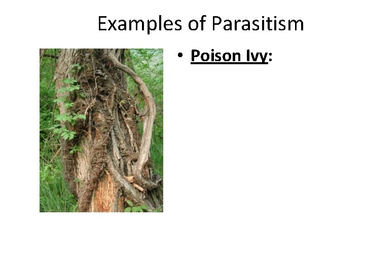 Examples of Parasitism • Poison Ivy: 
