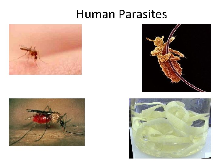 Human Parasites 