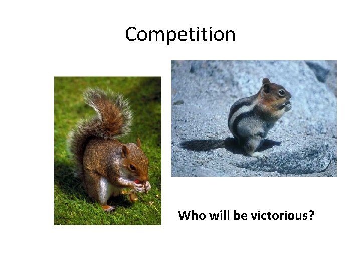 Competition Who will be victorious? 