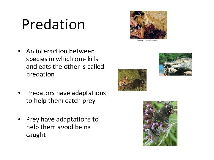 Predation • An interaction between species in which one kills and eats the other