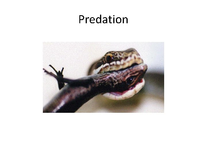 Predation 