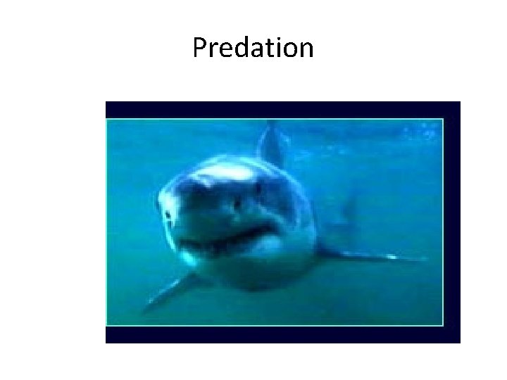 Predation 