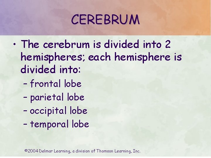 CEREBRUM • The cerebrum is divided into 2 hemispheres; each hemisphere is divided into: CEREBRUM • The cerebrum is divided into 2 hemispheres; each hemisphere is divided into: