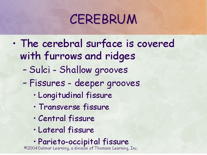 CEREBRUM • The cerebral surface is covered with furrows and ridges – Sulci - CEREBRUM • The cerebral surface is covered with furrows and ridges – Sulci -