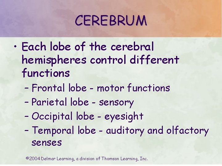 CEREBRUM • Each lobe of the cerebral hemispheres control different functions – Frontal lobe CEREBRUM • Each lobe of the cerebral hemispheres control different functions – Frontal lobe