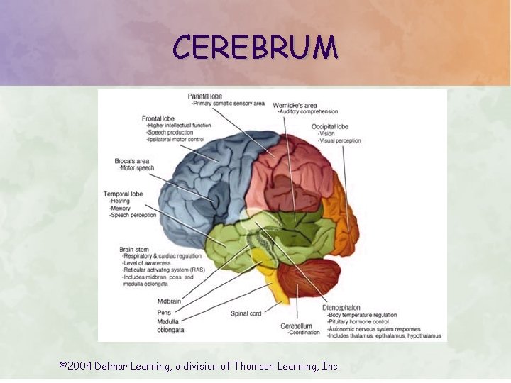 CEREBRUM © 2004 Delmar Learning, a division of Thomson Learning, Inc. CEREBRUM © 2004 Delmar Learning, a division of Thomson Learning, Inc.