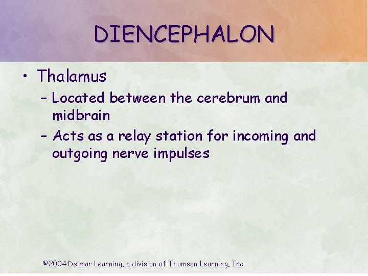 DIENCEPHALON • Thalamus – Located between the cerebrum and midbrain – Acts as a DIENCEPHALON • Thalamus – Located between the cerebrum and midbrain – Acts as a