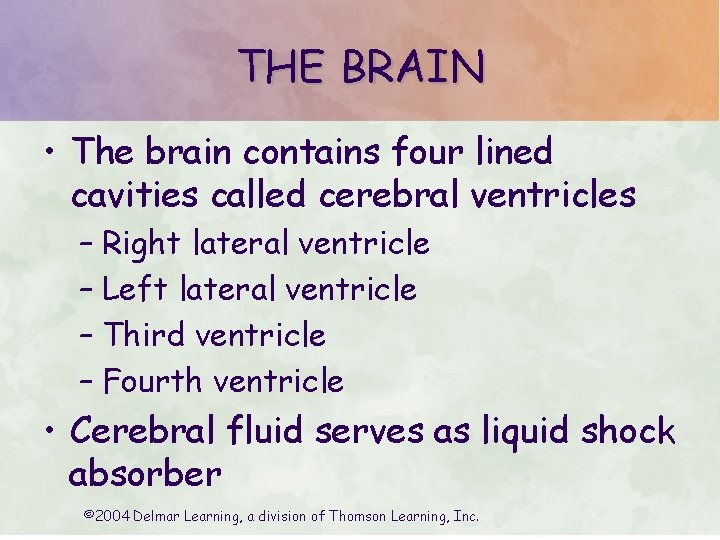 THE BRAIN • The brain contains four lined cavities called cerebral ventricles – Right THE BRAIN • The brain contains four lined cavities called cerebral ventricles – Right