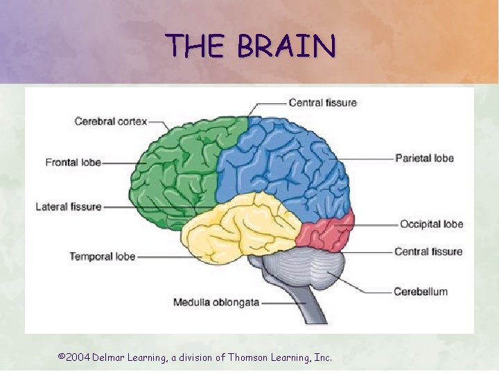 THE BRAIN © 2004 Delmar Learning, a division of Thomson Learning, Inc. THE BRAIN © 2004 Delmar Learning, a division of Thomson Learning, Inc.