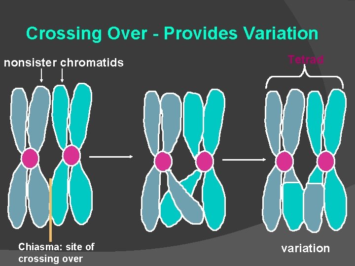 Crossing Over - Provides Variation nonsister chromatids Chiasma: site of crossing over Tetrad variation