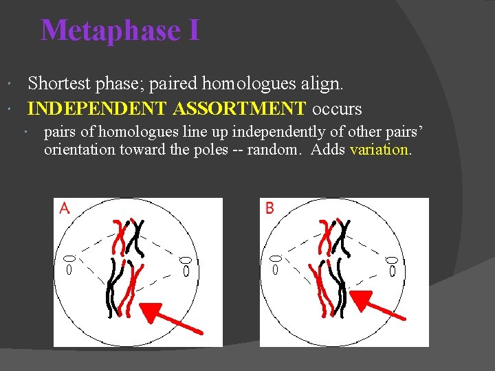 Metaphase I Shortest phase; paired homologues align. INDEPENDENT ASSORTMENT occurs pairs of homologues line