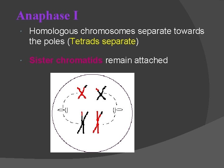 Anaphase I Homologous chromosomes separate towards the poles (Tetrads separate) Sister chromatids remain attached