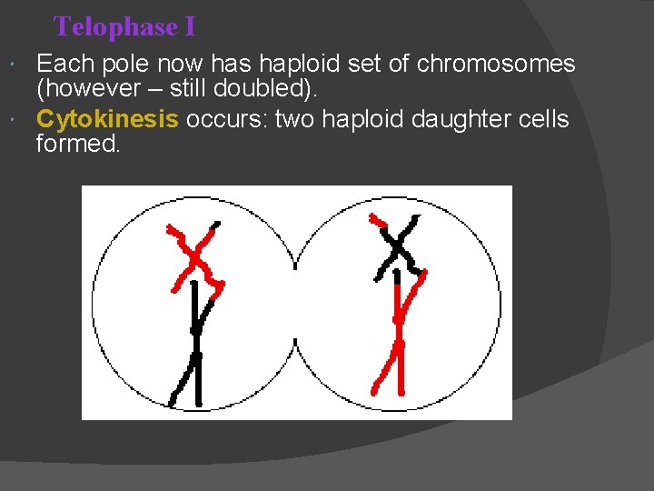 Telophase I Each pole now has haploid set of chromosomes (however – still doubled).