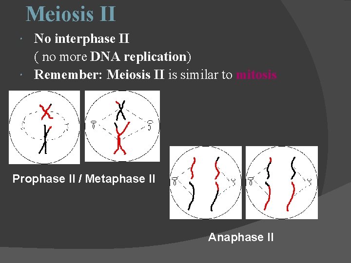 Meiosis II No interphase II ( no more DNA replication) replication Remember: Meiosis II