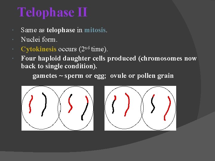 Telophase II Same as telophase in mitosis Nuclei form. Cytokinesis occurs (2 nd time).