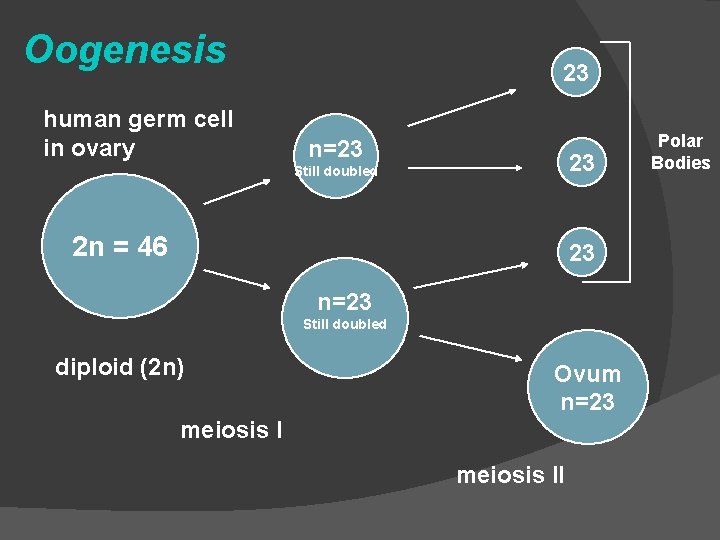 Oogenesis human germ cell in ovary 23 n=23 23 Still doubled 2 n =