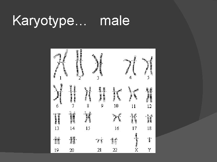Karyotype… male 