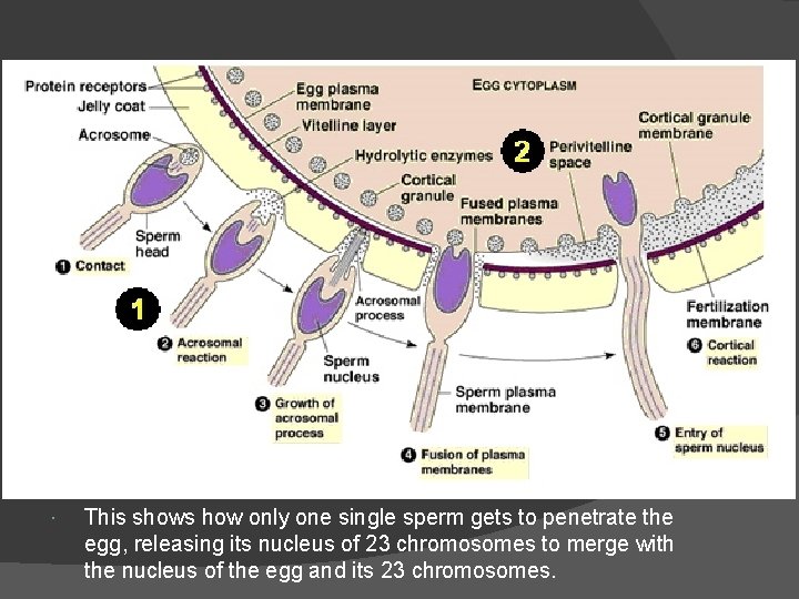  This shows how only one single sperm gets to penetrate the egg, releasing