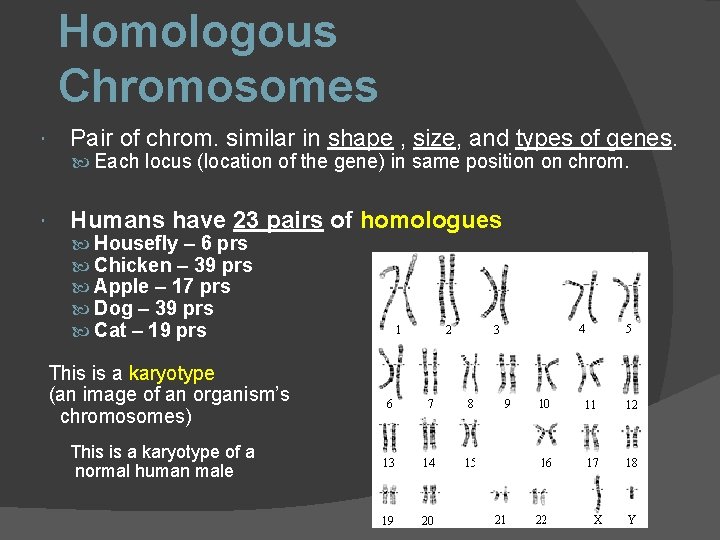 Homologous Chromosomes Pair of chrom. similar in shape , size, and types of genes.