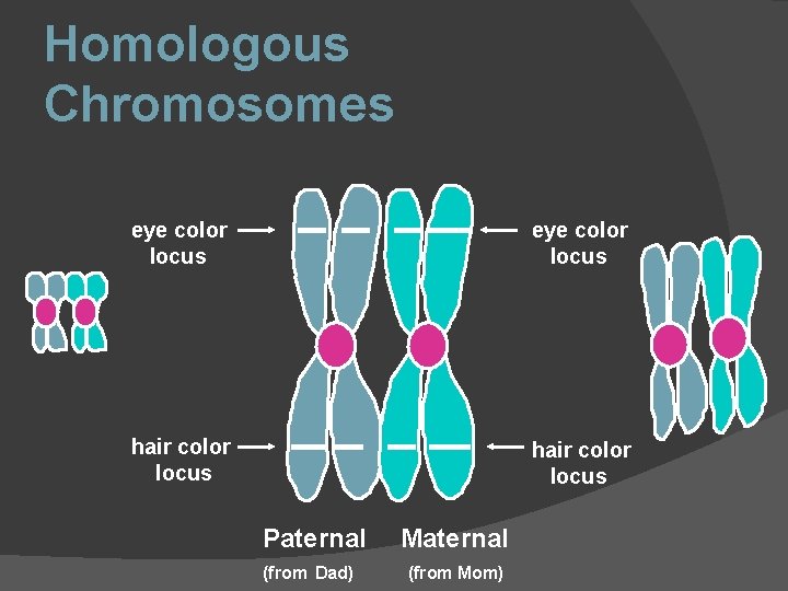 Homologous Chromosomes eye color locus hair color locus Paternal (from Dad) Maternal (from Mom)