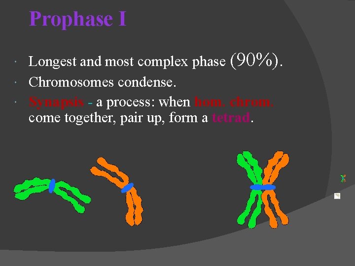 Prophase I Longest and most complex phase (90%). Chromosomes condense. Synapsis - a process: