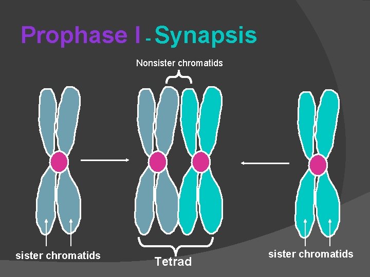 Prophase I - Synapsis Nonsister chromatids Tetrad sister chromatids 