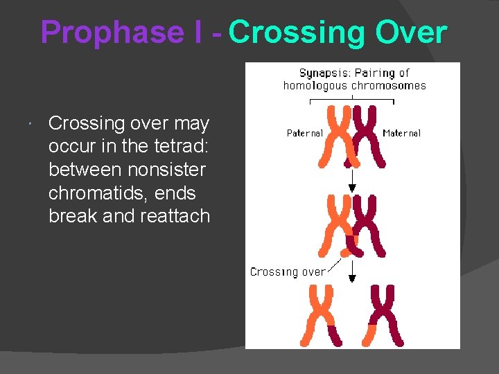 Prophase I - Crossing Over Crossing over may occur in the tetrad: between nonsister