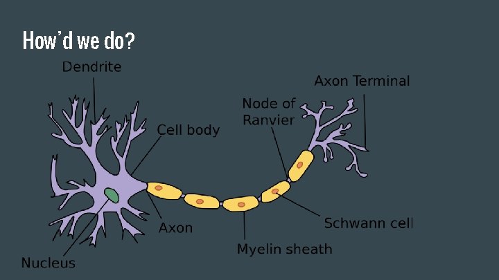 Neuron Essential Function The Neuron Units of Function and the Nervous