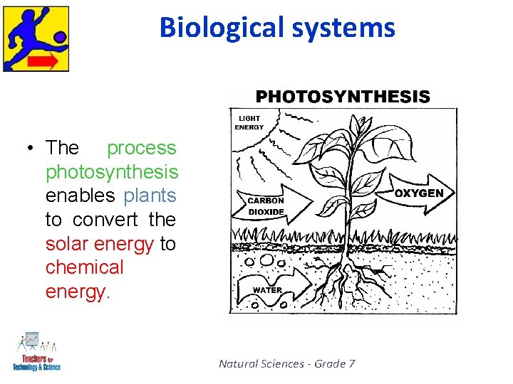 Biological systems • The process photosynthesis enables plants to convert the solar energy to