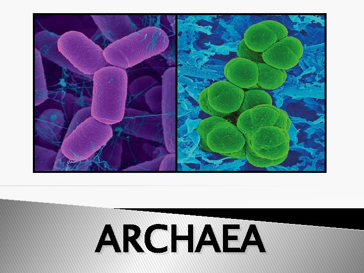 ARCHAEA 