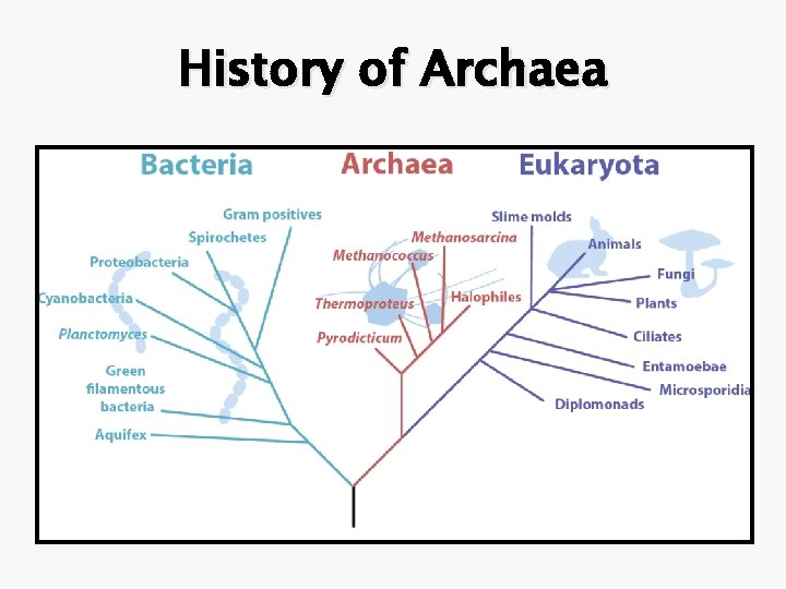 History of Archaea 