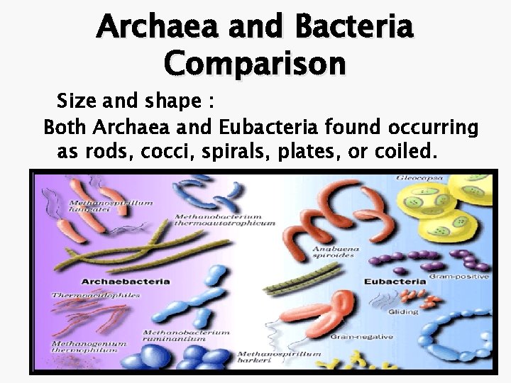 � Size Archaea and Bacteria Comparison and shape : Both Archaea and Eubacteria found