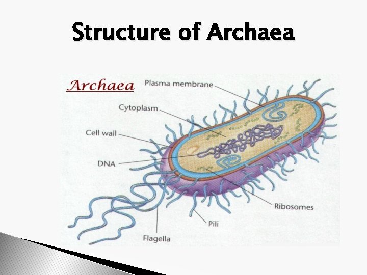 Structure of Archaea 