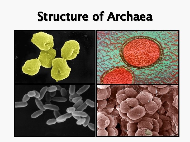 Structure of Archaea 