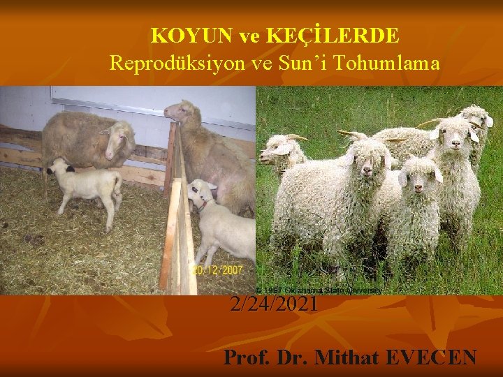 KOYUN ve KEÇİLERDE Reprodüksiyon ve Sun’i Tohumlama 2/24/2021 Prof. Dr. Mithat EVECEN 