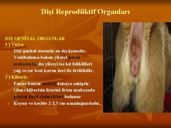Dişi Reprodüktif Organları DIŞ GENİTAL ORGANLAR 1 ) Vulva ● Dişi genital sistemin en