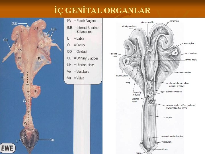 İÇ GENİTAL ORGANLAR 