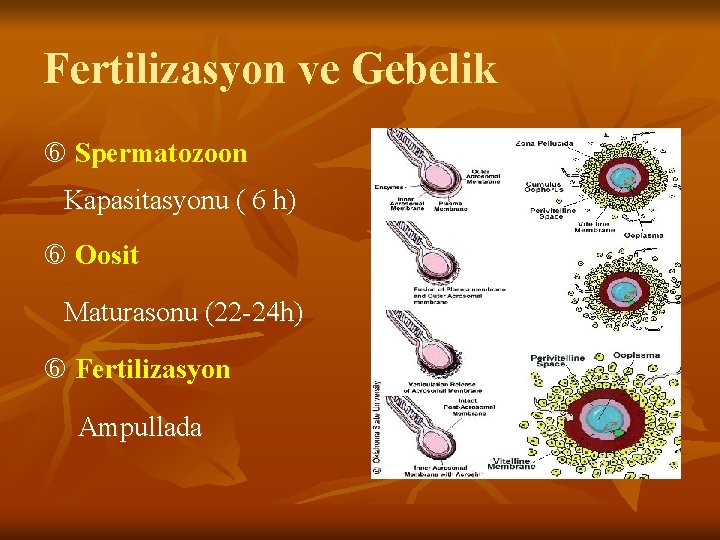 Fertilizasyon ve Gebelik Spermatozoon Kapasitasyonu ( 6 h) Oosit Maturasonu (22 -24 h) Fertilizasyon
