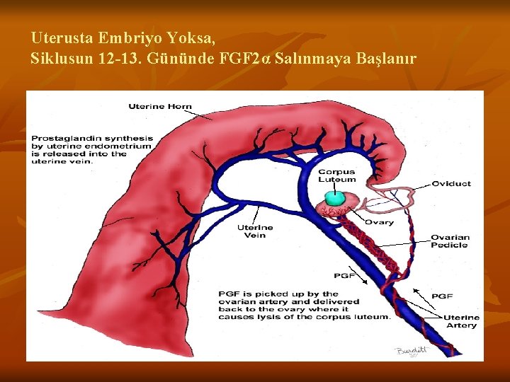 Uterusta Embriyo Yoksa, Siklusun 12 -13. Gününde FGF 2α Salınmaya Başlanır 