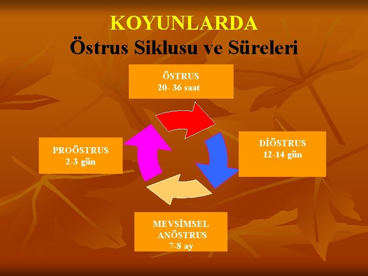 KOYUNLARDA Östrus Siklusu ve Süreleri ÖSTRUS 20 - 36 saat DİÖSTRUS 12 -14 gün